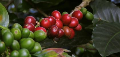 Red ripe and green unripe coffee cherries growing together on a branch.