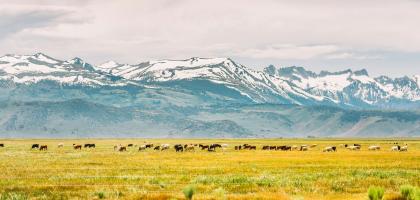 A mountain rising above a green field with cattle near Bridgeport, California on the way to Mammoth Lakes.