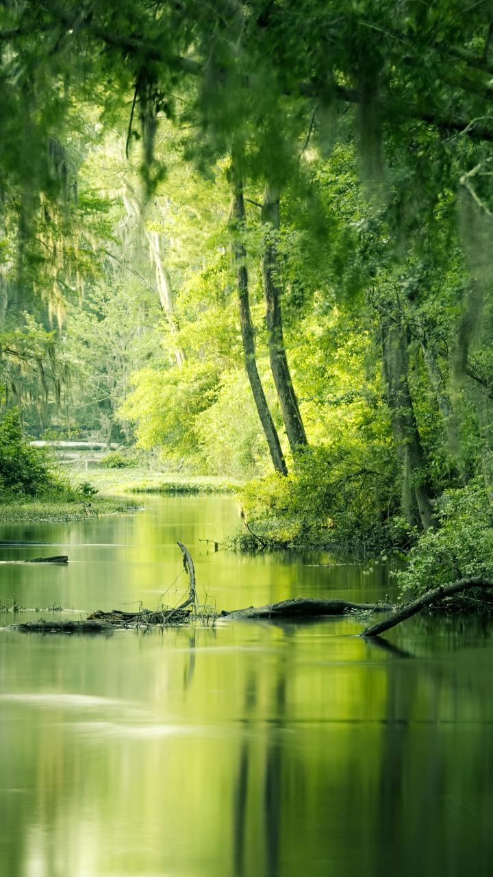 Long exposure photograph of green trees beside a calm river at Phinizy Swamp in Augusta, Georgia.