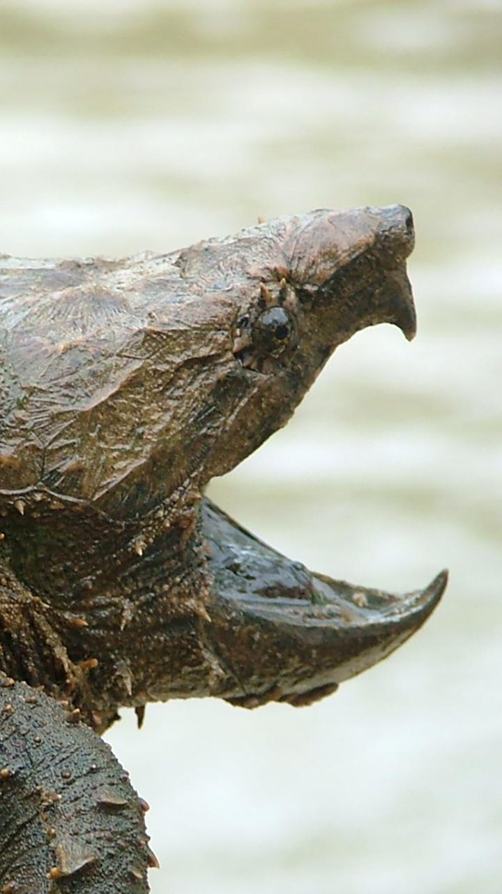 A close-up of a large alligator snapping turtle with a rugged carapace and open beak.