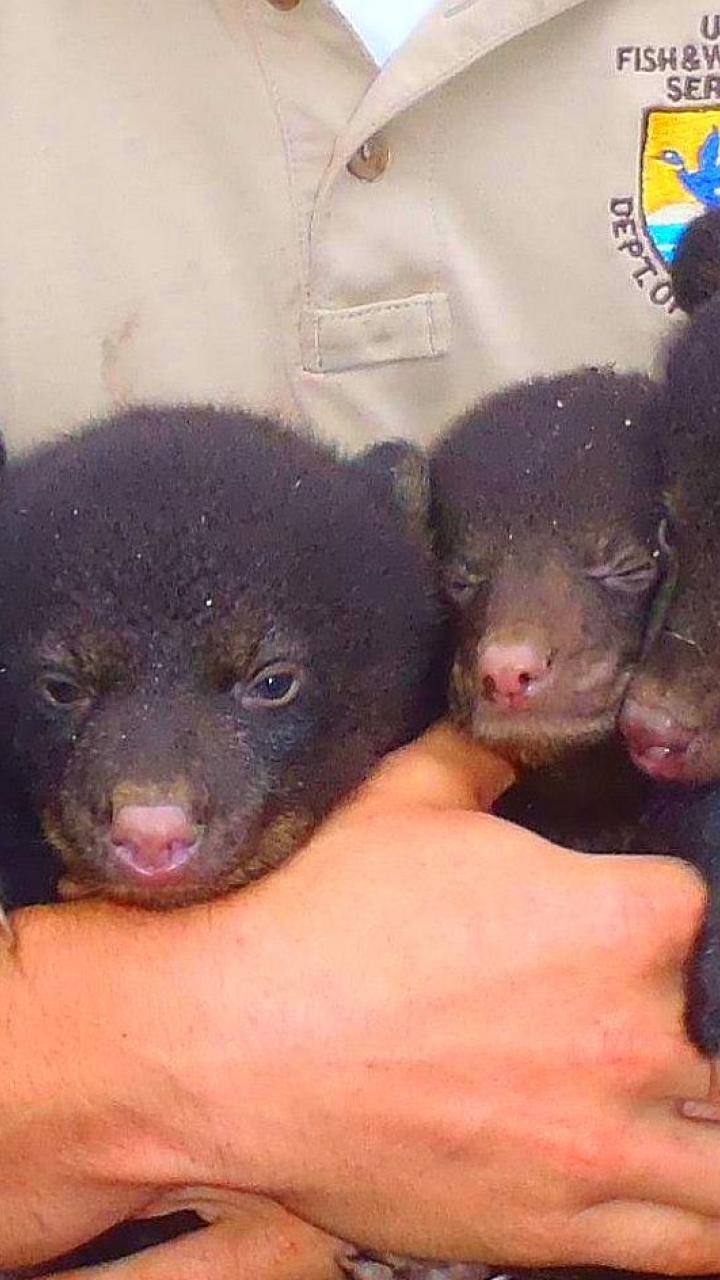 A wildlife biologist holding four small Louisiana black bear cubs in his arms.