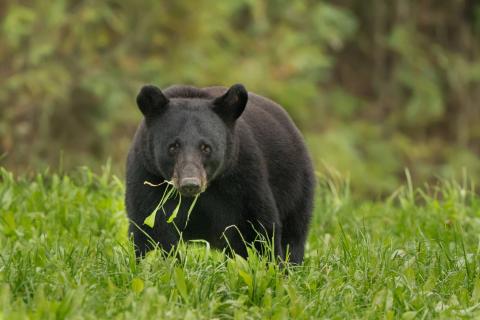 A large adult Louisiana black bear walking across a grassy field with vegetation in its mouth.