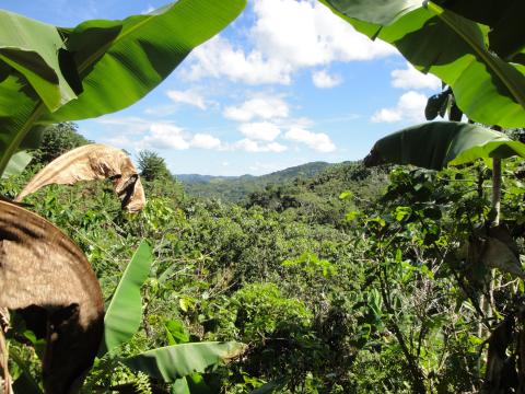 A landscape view of lush green plants and rolling hills framed by banana tree leaves on each side at a shade-grown coffee farm in Yauco, Puerto Rico.