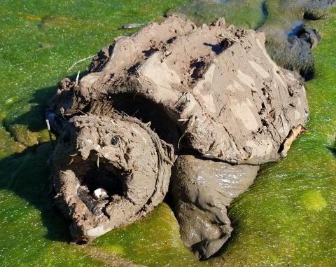 An adult alligator snapping turtle in a drained pond at Natchitoches National Fish Hatchery.