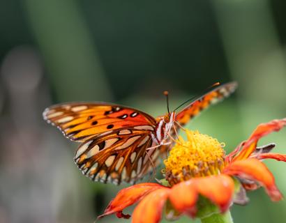 Orange butterfly perched on an orange flower with a soft green garden background.