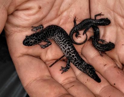 An adult female frosted flatwoods salamander and two metamorphs with distinctive silver and black patterning.