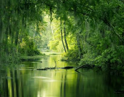 Long exposure photograph of green trees beside a calm river at Phinizy Swamp in Augusta, Georgia.
