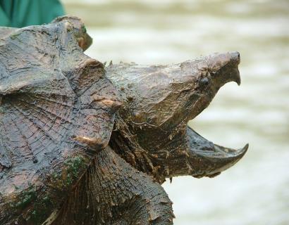 A close-up of a large alligator snapping turtle with a rugged carapace and open beak.